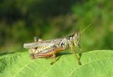 red-legged-grasshopper-1.jpg
