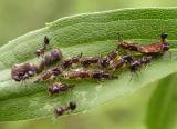 leafhoppers-ants-1.jpg