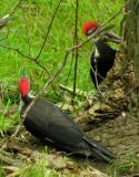 Pileated Woodpeckers -- view 1