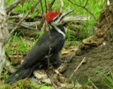Pileated Woodpeckers -- view 2