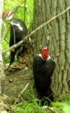 Pileated Woodpeckers -- view 3