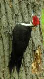 Pileated Woodpeckers -- view 4