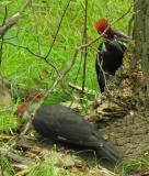 Pileated Woodpeckers -- view 5