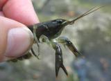 crayfish - close-up 1