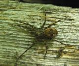 Dolomedes tenebrosus  -- Dark Fishing Spider