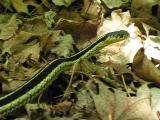 Thamnophis sirtalis sirtalis -- Eastern Garter Snake - view 1