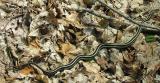 Thamnophis sirtalis sirtalis -- Eastern Garter Snake - view 3