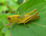 Red-legged Grasshopper(?) - recent molt? -1