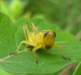 yellow-grasshopper-2.jpged-legged Grasshopper(?) - recent molt? -2