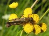 grasshopper on tansy - 2