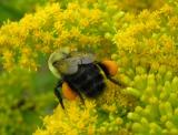 Bumblebee with pollen -- view 1