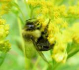Bumblebee on goldenrod