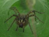 Funnel Weaver Spiders - Agelenidae