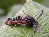 Pennisetia marginata (?) - 2513 -- Raspberry Crown Borer Moth (?)