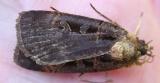 dead moth -- not ID'd