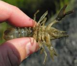 crayfish # 2 - under view