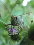Two-striped Grasshopper -- <i>Melanoplus bivittatus</i>