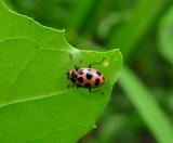 <i>Coleomegilla maculata</i> -- Spotted Lady Beetle