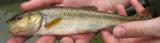 Creek Chub -- <i>Semotilus atromaculatus</i>