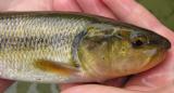 Creek Chub -- <i>Semotilus atromaculatus</i>  - head