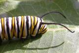 Monarch caterpillar - head 3
