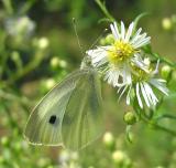 Cabbage White - <i>Pieris rapae</i> - view 1