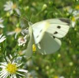 Cabbage White - Pieris rapae - view 2