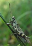 Pinetree Spurthroated Grasshopper (?)  large view