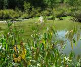 Swamp Milkweed pods -- <i>Asclepias incarnata</i>