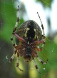 larinioides cornutus (underside)