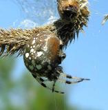 Araneus trifolium on Timothy grass head - detail