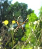 Argiope trifasciata on web