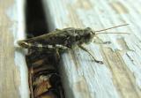 Pinetree Spurthroated Grasshopper - Melanoplus punctulatus -- laying eggs
