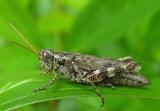 Pinetree Spurthroated Grasshopper - Melanoplus punctulatus 