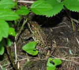 Leopart frog - <i>Rana pipiens</i>