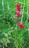 Cardinal flower - <i>Lobelia cardinalis</i>