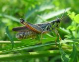grasshopper-tansy-2.jpg