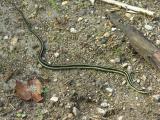 Eastern Garter snake - <i>Thamnophis sirtalis sirtalis</i>