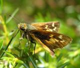 Leonards Skipper - <i>Hesperia leonardus leonardus</i> - side