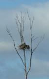Osprey on nest in old heronry