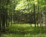 Deer on the ski trail