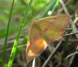 Chickweed Geometer - <i>Haematopis grataria</i> - moth - female