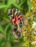 American Lady - <i>Vanessa virginiensis</i> - under