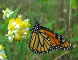 Monarch -- <i>Danaus plexippus) - under