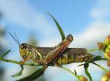 grasshopper-1.jpg