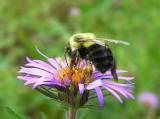 bumblebee-aster-1.jpg