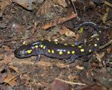 Ambystoma maculatum  -- Spotted Salamander