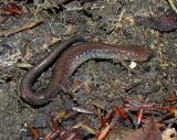 Plethodon cinereus -- Eastern Red-backed Salamander