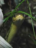 Thamnophis sirtalis sirtalis - Eastern Garter Snake - view 3