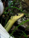 Thamnophis sirtalis sirtalis - Eastern Garter Snake - view 4